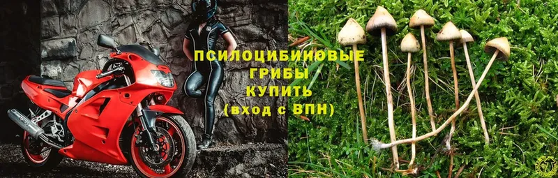 kraken ссылки  Краснообск  Псилоцибиновые грибы Psilocybe 